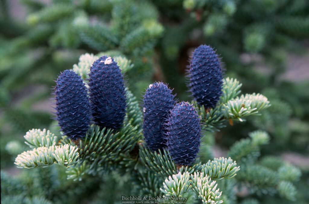 Abies squamata 'Flaky' Evergreen Fir Grafted onto Abies firma