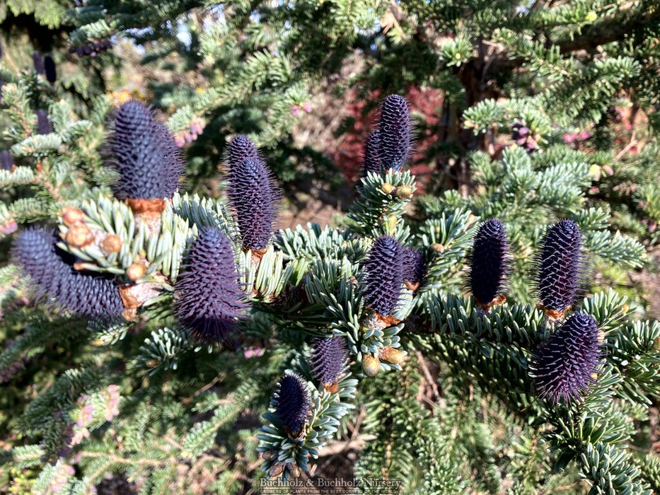 Abies squamata 'Flaky' Evergreen Fir Grafted onto Abies firma