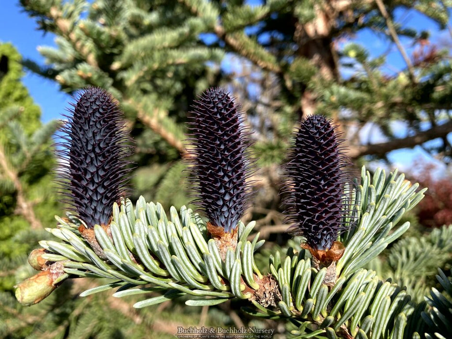 Abies squamata 'Flaky' Evergreen Fir Grafted onto Abies firma