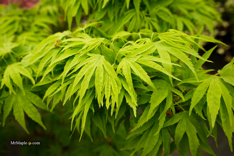 Acer pubipalmatum 'Flying Daggers' Chinese Maple