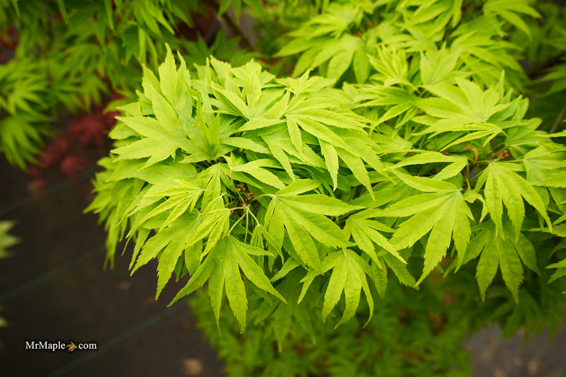 Acer pubipalmatum 'Flying Daggers' Chinese Maple