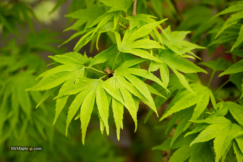 Acer pubipalmatum 'Flying Daggers' Chinese Maple