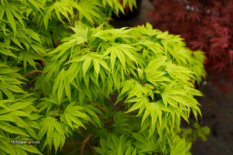 Acer pubipalmatum 'Flying Daggers' Chinese Maple