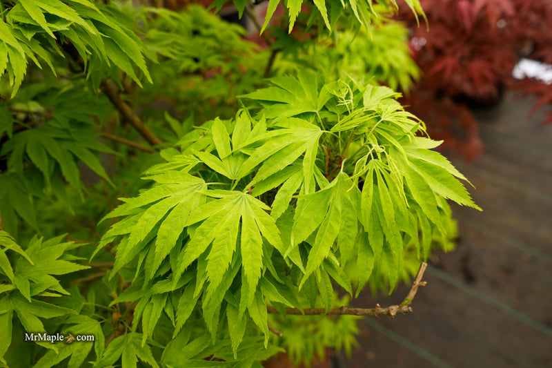Acer pubipalmatum 'Flying Daggers' Chinese Maple