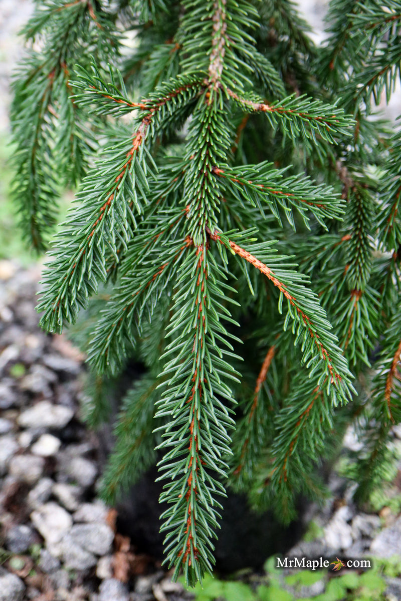Picea abies 'Formanek' Rare Dwarf Norway Spruce