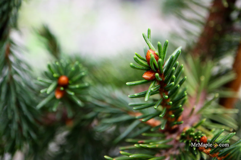 Picea abies 'Formanek' Rare Dwarf Norway Spruce