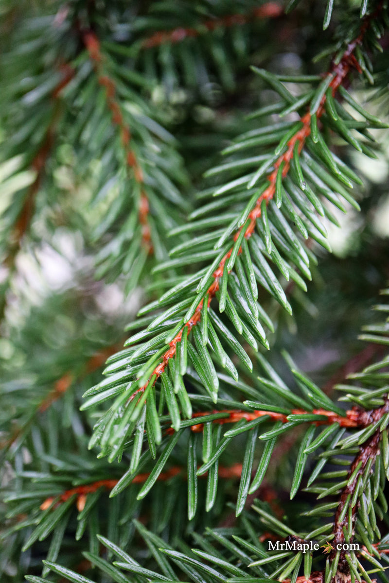 Picea abies 'Formanek' Rare Dwarf Norway Spruce