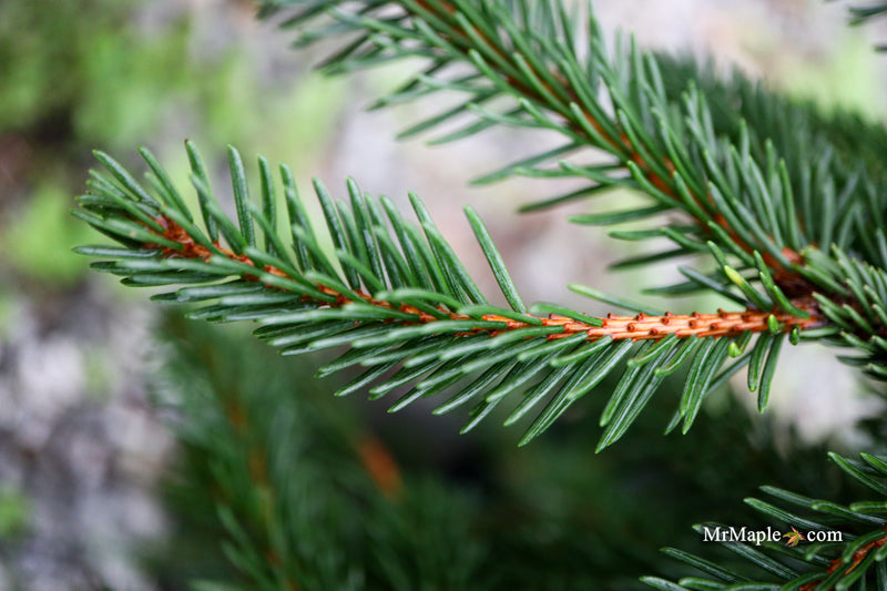Picea abies 'Formanek' Rare Dwarf Norway Spruce