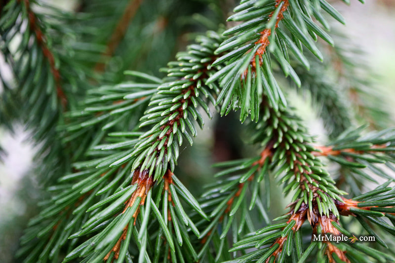 Picea abies 'Formanek' Rare Dwarf Norway Spruce