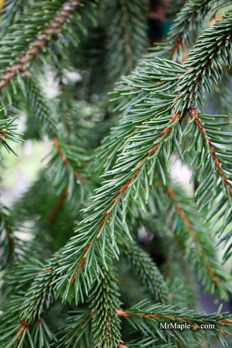 Picea abies 'Formanek' Rare Dwarf Norway Spruce