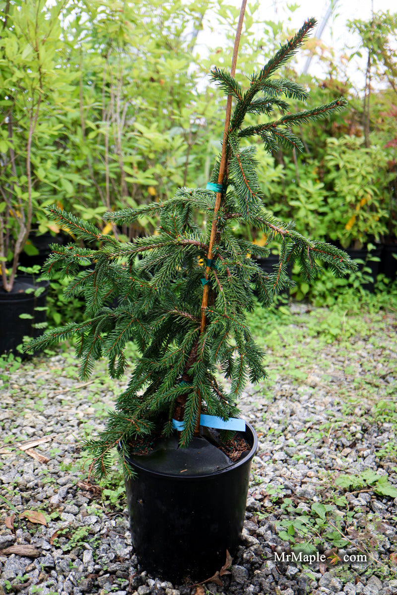 Picea abies 'Formanek' Rare Dwarf Norway Spruce