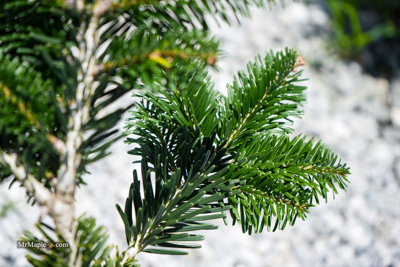 Abies forrestii 'Forrestii' Forrest's Fir