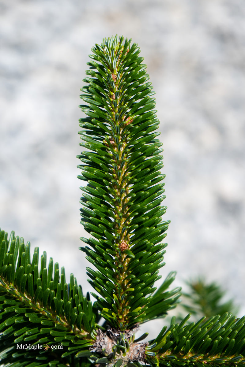 Abies forrestii 'Forrestii' Forrest's Fir