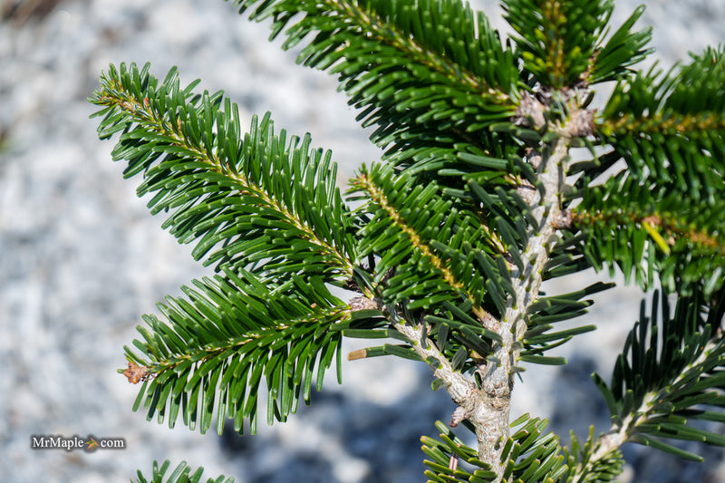 Abies forrestii 'Forrestii' Forrest's Fir