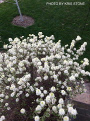 - Fothergilla 'Mount Airy' Flowering Fothergilla - Mr Maple │ Buy Japanese Maple Trees