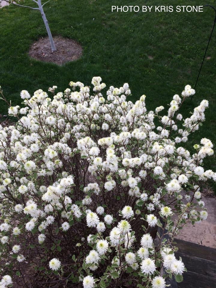 - Fothergilla 'Mount Airy' Flowering Fothergilla - Mr Maple │ Buy Japanese Maple Trees