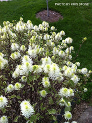 - Fothergilla 'Mount Airy' Flowering Fothergilla - Mr Maple │ Buy Japanese Maple Trees