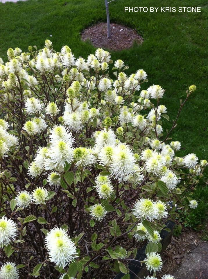 - Fothergilla 'Mount Airy' Flowering Fothergilla - Mr Maple │ Buy Japanese Maple Trees