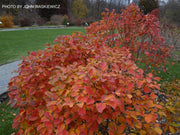 - Fothergilla 'Mount Airy' Flowering Fothergilla - Mr Maple │ Buy Japanese Maple Trees