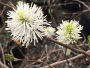 - Fothergilla 'Mount Airy' Flowering Fothergilla - Mr Maple │ Buy Japanese Maple Trees