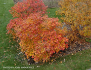 - Fothergilla 'Mount Airy' Flowering Fothergilla - Mr Maple │ Buy Japanese Maple Trees