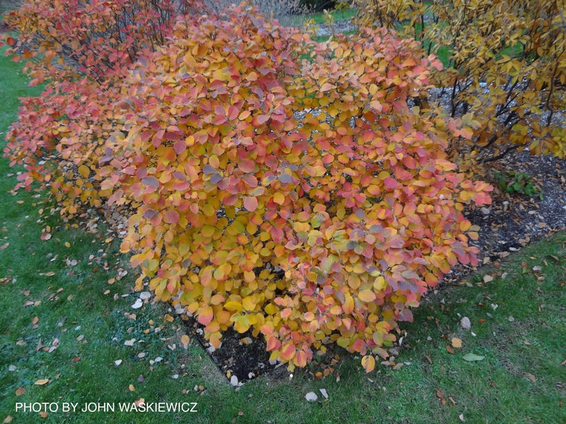 - Fothergilla 'Mount Airy' Flowering Fothergilla - Mr Maple │ Buy Japanese Maple Trees