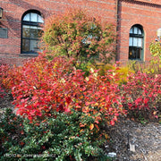 - Fothergilla 'Mount Airy' Flowering Fothergilla - Mr Maple │ Buy Japanese Maple Trees