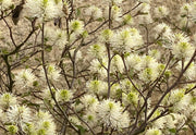 - Fothergilla 'Mount Airy' Flowering Fothergilla - Mr Maple │ Buy Japanese Maple Trees