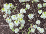 - Fothergilla 'Mount Airy' Flowering Fothergilla - Mr Maple │ Buy Japanese Maple Trees