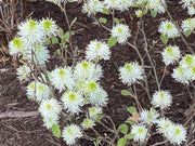 - Fothergilla 'Mount Airy' Flowering Fothergilla - Mr Maple │ Buy Japanese Maple Trees
