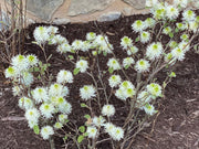 - Fothergilla 'Mount Airy' Flowering Fothergilla - Mr Maple │ Buy Japanese Maple Trees