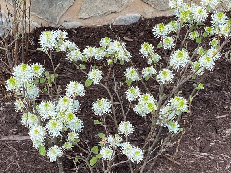 - Fothergilla 'Mount Airy' Flowering Fothergilla - Mr Maple │ Buy Japanese Maple Trees
