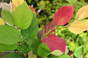 - Fothergilla 'Mount Airy' Flowering Fothergilla - Mr Maple │ Buy Japanese Maple Trees