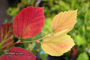 - Fothergilla 'Mount Airy' Flowering Fothergilla - Mr Maple │ Buy Japanese Maple Trees