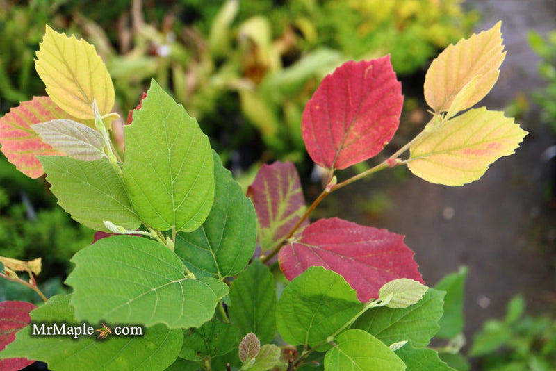 - Fothergilla 'Mount Airy' Flowering Fothergilla - Mr Maple │ Buy Japanese Maple Trees