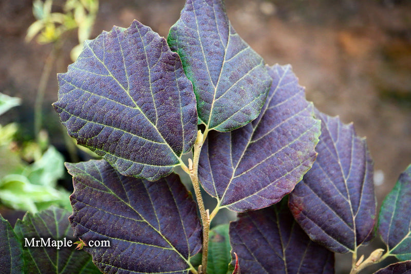 - Fothergilla 'Mount Airy' Flowering Fothergilla - Mr Maple │ Buy Japanese Maple Trees