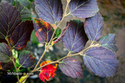 - Fothergilla 'Mount Airy' Flowering Fothergilla - Mr Maple │ Buy Japanese Maple Trees