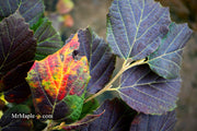 - Fothergilla 'Mount Airy' Flowering Fothergilla - Mr Maple │ Buy Japanese Maple Trees