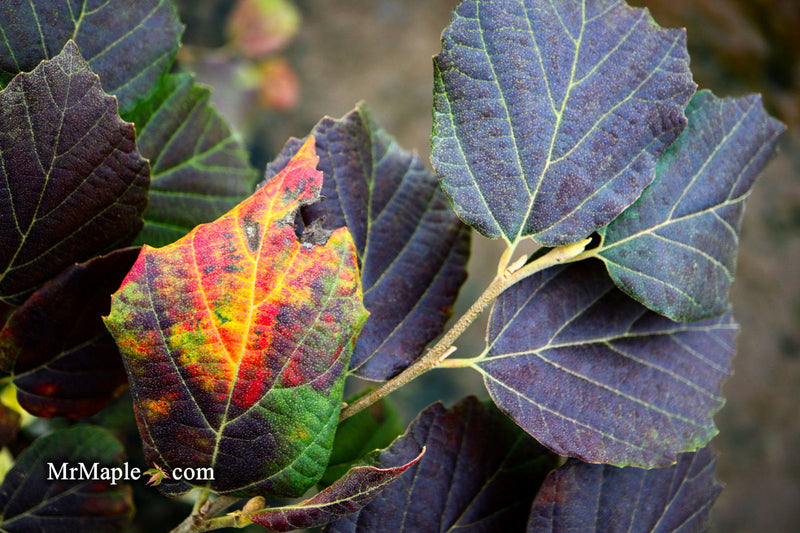 - Fothergilla 'Mount Airy' Flowering Fothergilla - Mr Maple │ Buy Japanese Maple Trees