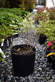 - Fothergilla 'Redneck Nation' Flowering Fothergilla - Mr Maple │ Buy Japanese Maple Trees