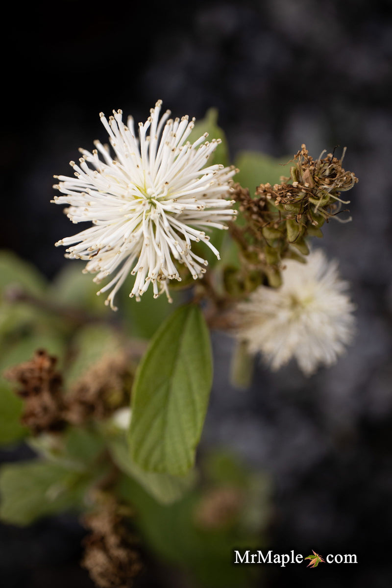 - Fothergilla 'Redneck Nation' Flowering Fothergilla - Mr Maple │ Buy Japanese Maple Trees