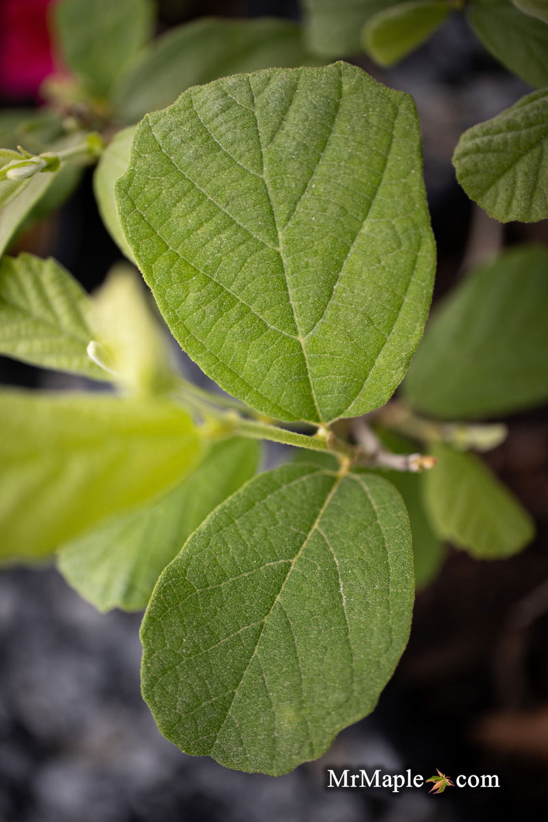 - Fothergilla 'Redneck Nation' Flowering Fothergilla - Mr Maple │ Buy Japanese Maple Trees
