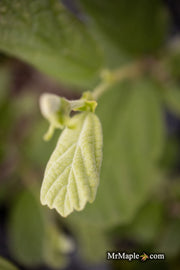 - Fothergilla 'Redneck Nation' Flowering Fothergilla - Mr Maple │ Buy Japanese Maple Trees