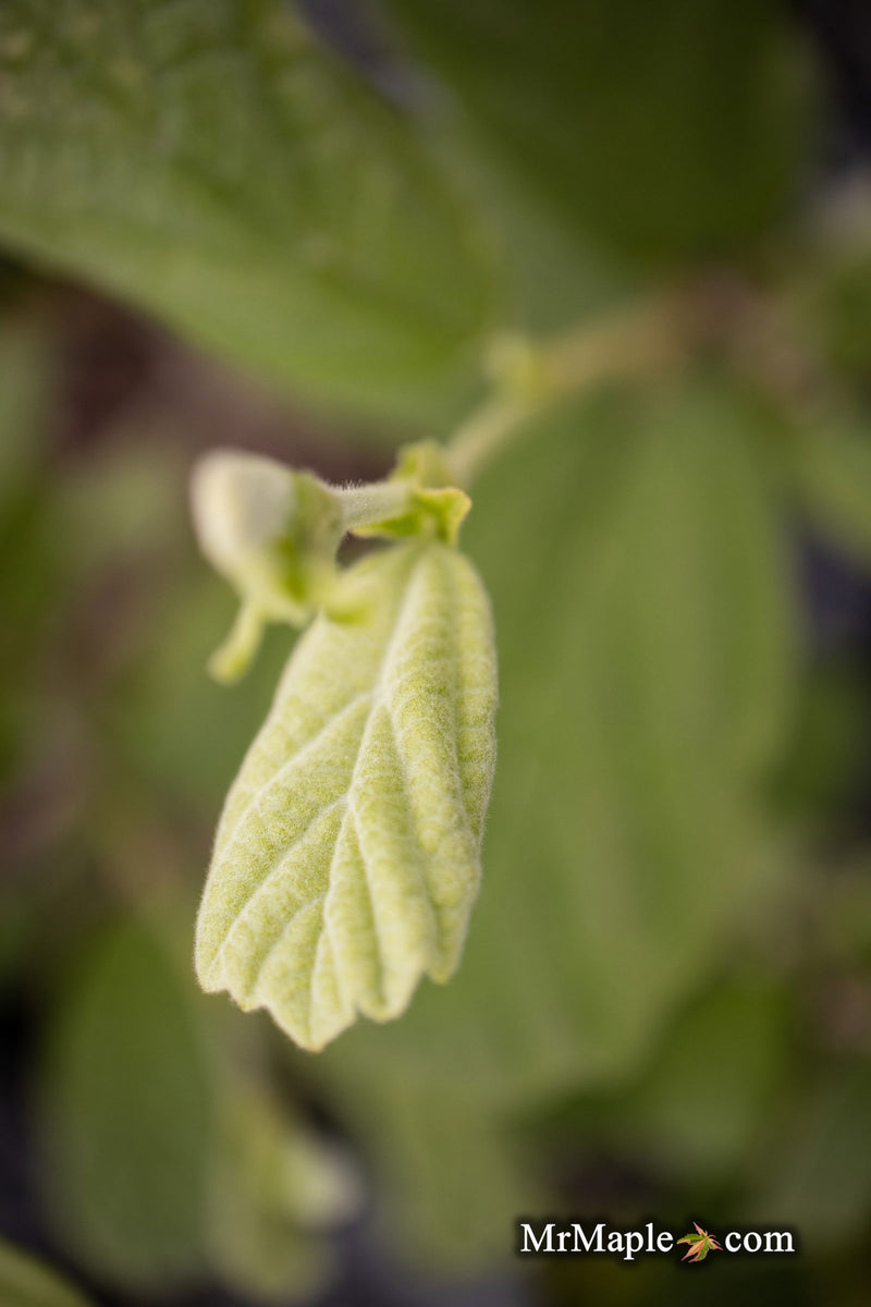 - Fothergilla 'Redneck Nation' Flowering Fothergilla - Mr Maple │ Buy Japanese Maple Trees