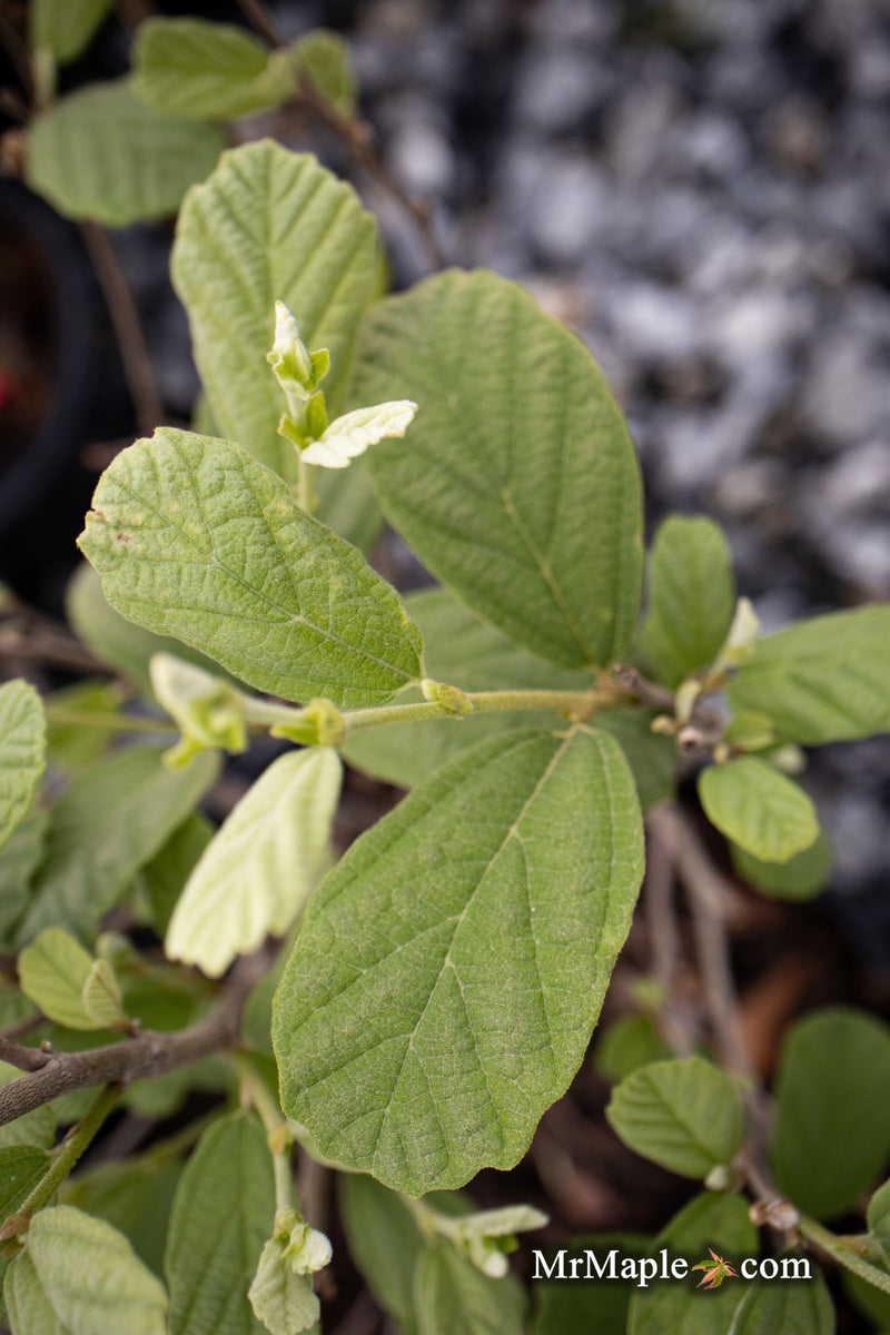 - Fothergilla 'Redneck Nation' Flowering Fothergilla - Mr Maple │ Buy Japanese Maple Trees