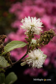 - Fothergilla 'Redneck Nation' Flowering Fothergilla - Mr Maple │ Buy Japanese Maple Trees