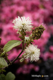 - Fothergilla 'Redneck Nation' Flowering Fothergilla - Mr Maple │ Buy Japanese Maple Trees