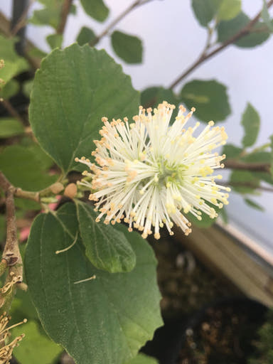- Fothergilla major 'Red Licorice' Flowering Fothergilla - Mr Maple │ Buy Japanese Maple Trees