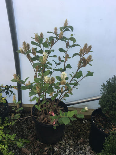 - Fothergilla major 'Red Licorice' Flowering Fothergilla - Mr Maple │ Buy Japanese Maple Trees