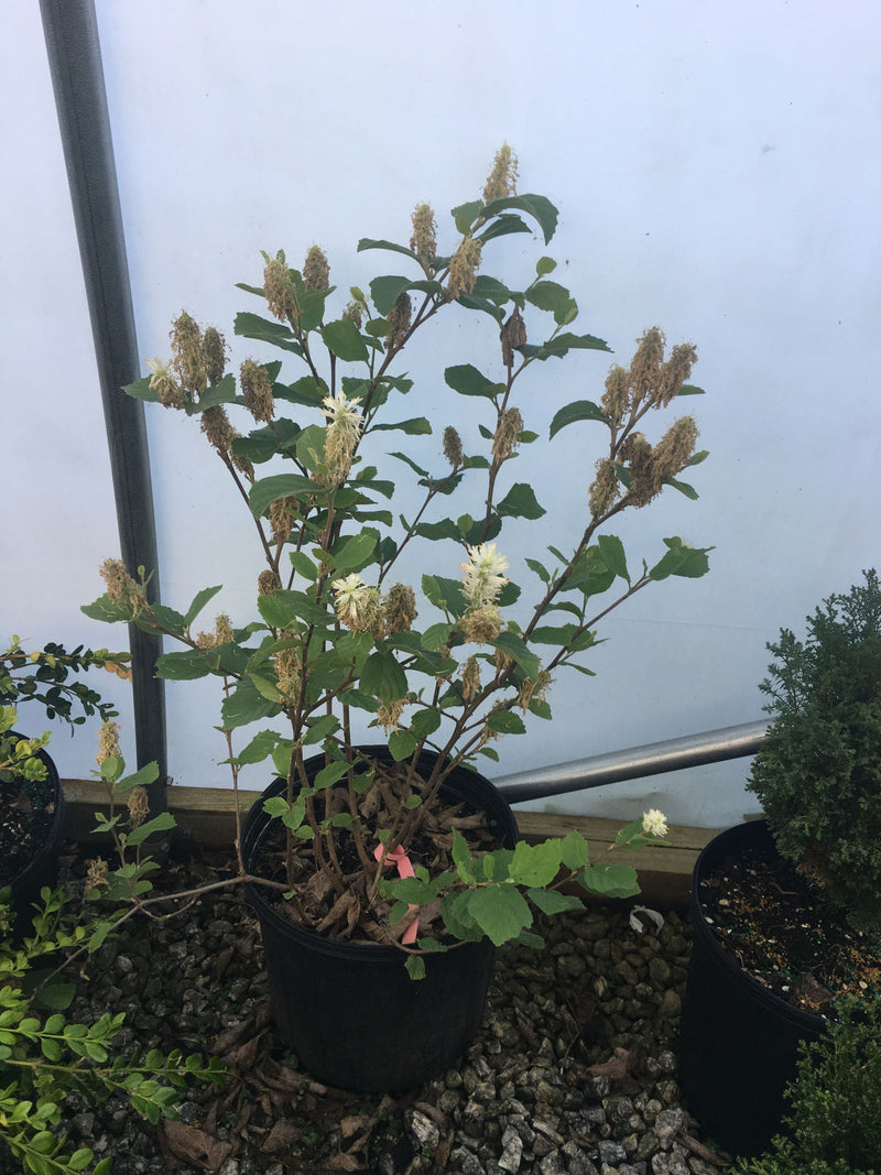 - Fothergilla major 'Red Licorice' Flowering Fothergilla - Mr Maple │ Buy Japanese Maple Trees